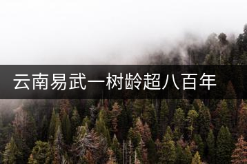 云南易武一樹齡超八百年古茶樹死亡，當(dāng)?shù)卦磕杲M織村民拜謁
