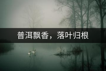 普洱飄香，落葉歸根