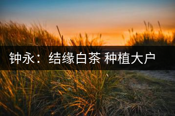 鐘永：結(jié)緣白茶 種植大戶傾其一生為茶而生