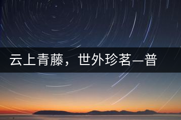 云上青藤，世外珍茗—普秀百年藤條茶即將上市