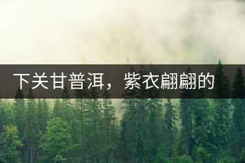 下關(guān)甘普洱，紫衣翩翩的綺麗小餅