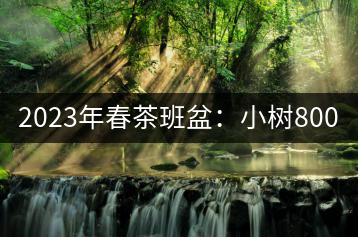 2023年春茶班盆：小樹800元／公斤，古樹1600-2200元／公斤