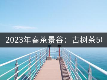 2023年春茶景谷：古樹茶500-600元／公斤，紫芽茶300-480元／公斤，白芽茶1200-2000元／公斤。