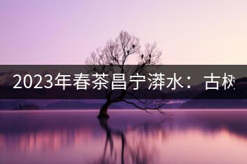 2023年春茶昌寧漭水：古樹(shù)混采純料480-600元／公斤，大樹(shù)360-420元／公斤，臺(tái)地260-300元／公斤，古樹(shù)單株均價(jià)880-1200元／公斤。
