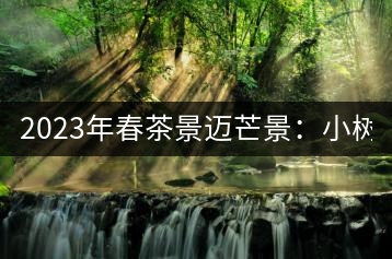 2023年春茶景邁芒景：小樹(shù)200元／公斤，古樹(shù)：600-800元／公斤