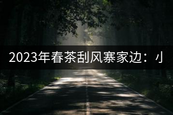 2023年春茶刮風(fēng)寨家邊：小樹(shù)400-500，古樹(shù)1000-1600元／公斤