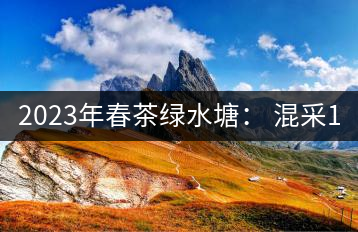 2023年春茶綠水塘： 混采11000-12000元／公斤，挑采14000元／公斤