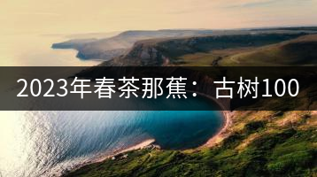 2023年春茶那蕉：古樹(shù)1000-1500元／公斤，中樹(shù)600-800元／公斤