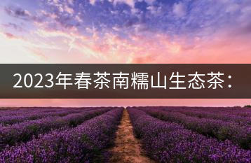2023年春茶南糯山生態(tài)茶：200-300元／公斤，古樹：900-1500元／公斤