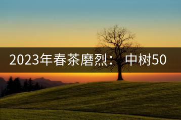 2023年春茶磨烈： 中樹500-600元／公斤，古樹混采：2200-2600元／公斤