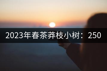 2023年春茶莽枝小樹：250元／公斤， 古樹：1000-1200元／公斤