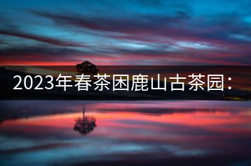 2023年春茶困鹿山古茶園：大樹8000-12000元／公斤，周邊小樹200-300元／公斤