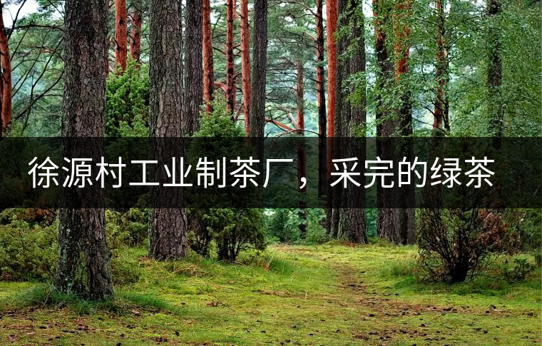 徐源村工業(yè)制茶廠，采完的綠茶都要拿到茶廠加工