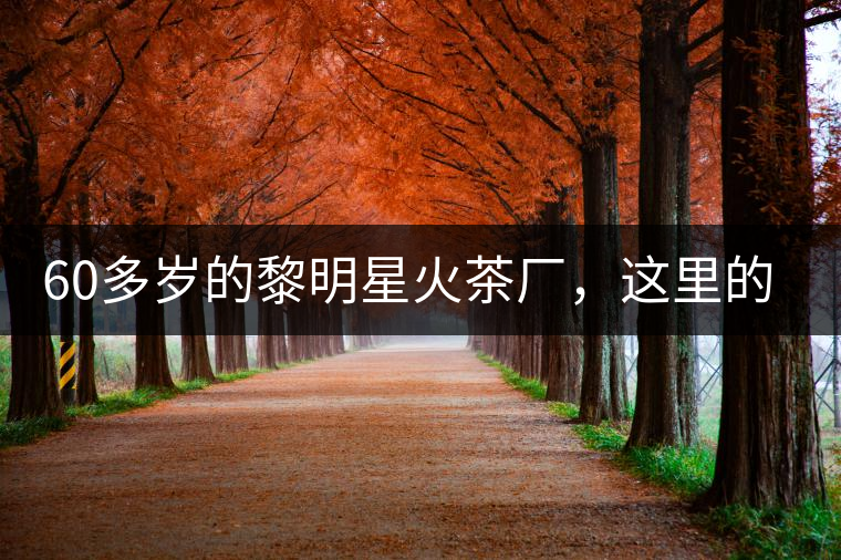 60多歲的黎明星火茶廠，這里的人依然在做茶