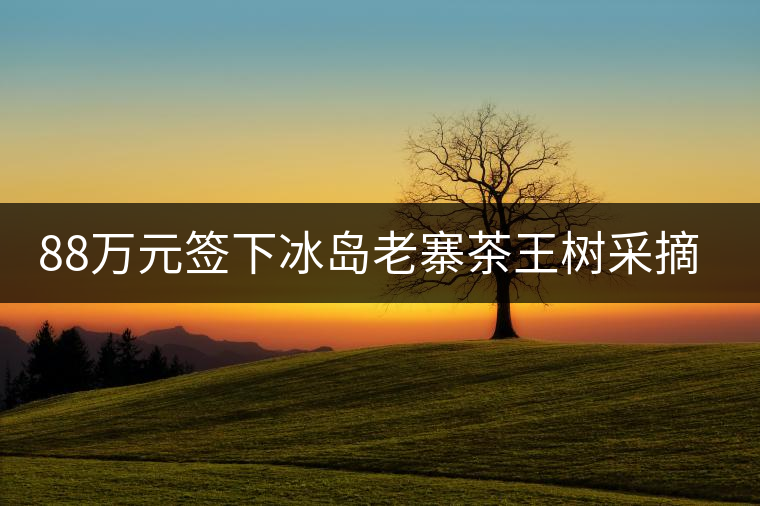 88萬元簽下冰島老寨茶王樹采摘權(quán)，誰說這是“競價(jià)交易”？