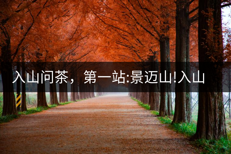 入山問茶，第一站:景邁山!入山問茶，第一站：景邁山！
