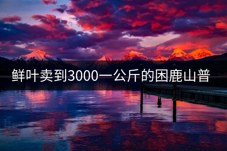 鮮葉賣到3000一公斤的困鹿山普洱茶，口感如何？