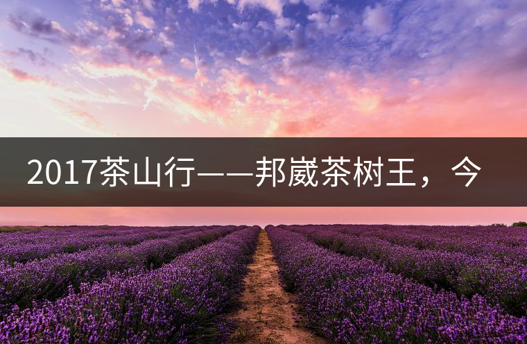 2017茶山行——邦崴茶樹王，今天你是長這樣