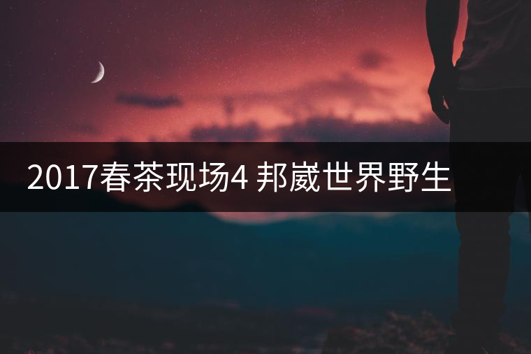2017春茶現(xiàn)場4 邦崴世界野生過渡型茶王長啥樣?之枝丫2017春茶現(xiàn)場4 邦崴世界野生過渡型茶王長啥樣？之枝丫