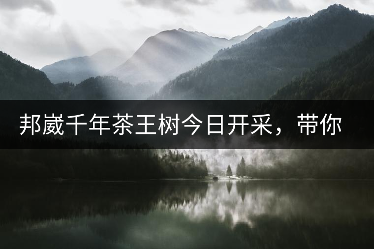 邦崴千年茶王樹今日開采，帶你了解被低估的邦崴古樹茶邦崴千年茶王樹今日開采，帶你了解被低估的邦崴古樹茶