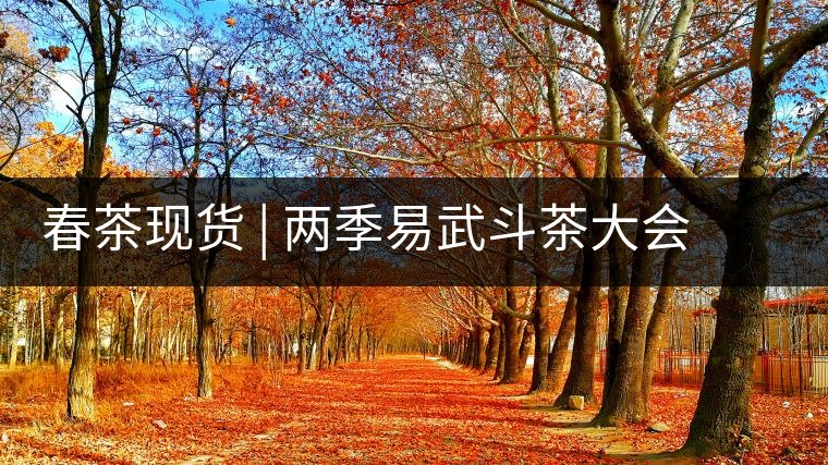 春茶現(xiàn)貨 | 兩季易武斗茶大會(huì)冠軍“落水洞”，茶友評價(jià)是這樣的