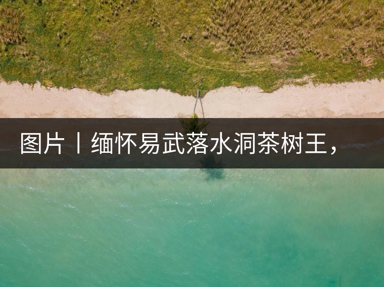 圖片丨緬懷易武落水洞茶樹王，犧牲前的樣貌圖片丨緬懷易武落水洞茶樹王，犧牲前的樣貌