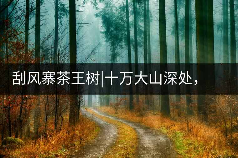 刮風(fēng)寨茶王樹|十萬大山深處，鮮為人知的王者刮風(fēng)寨茶王樹｜十萬大山深處，鮮為人知的王者