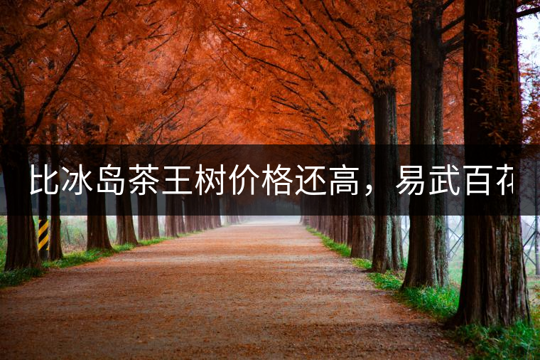 比冰島茶王樹價格還高，易武百花潭高桿古樹茶以100萬成...比冰島茶王樹價格還高，易武百花潭高桿古樹茶以100萬成交