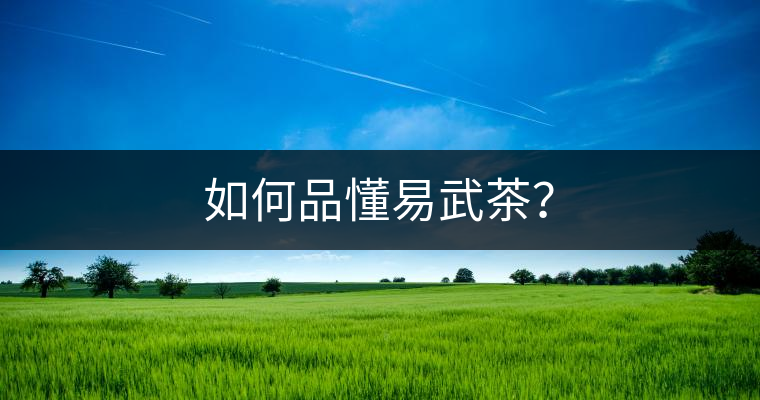 如何品懂易武茶？