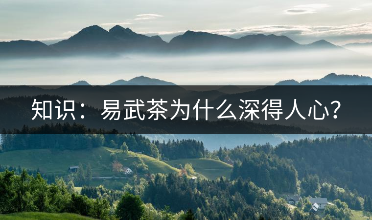 知識：易武茶為什么深得人心？