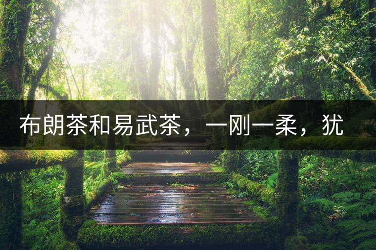布朗茶和易武茶，一剛一柔，猶如洪拳與太極