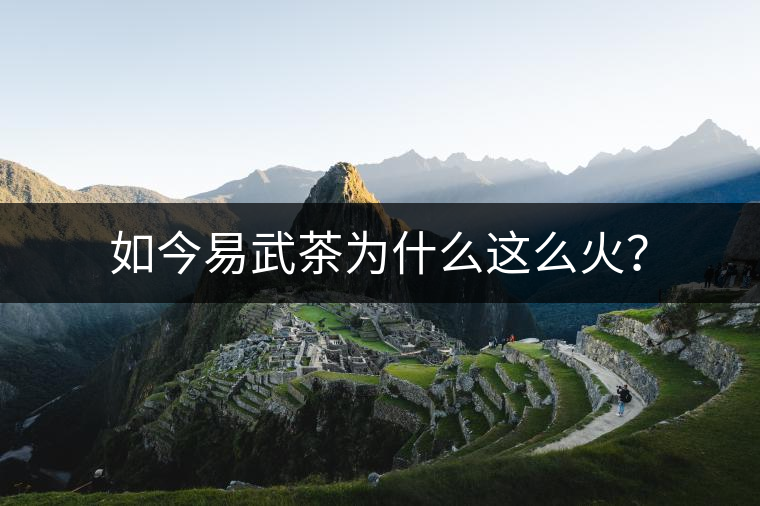 如今易武茶為什么這么火？