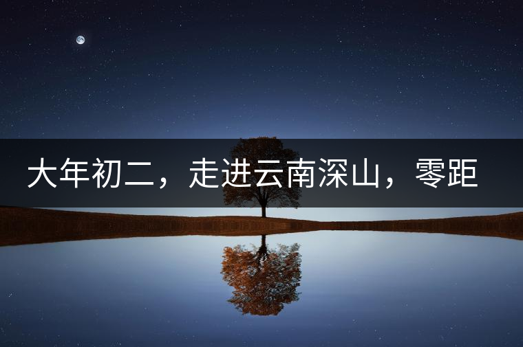 大年初二，走進云南深山，零距離接觸古茶樹