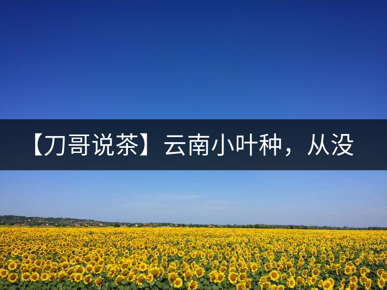 【刀哥說(shuō)茶】云南小葉種，從沒(méi)落到回歸