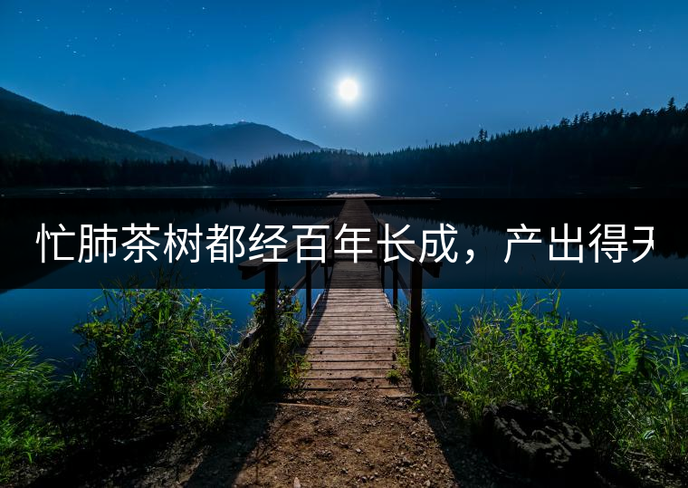 忙肺茶樹都經(jīng)百年長(zhǎng)成，產(chǎn)出得天獨(dú)厚的好味道:入口香...忙肺茶樹都經(jīng)百年長(zhǎng)成，產(chǎn)出得天獨(dú)厚的好味道：入口香甜回甘持久