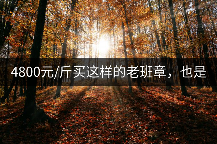 4800元/斤買這樣的老班章，也是醉了!4800元/斤買這樣的老班章，也是醉了！