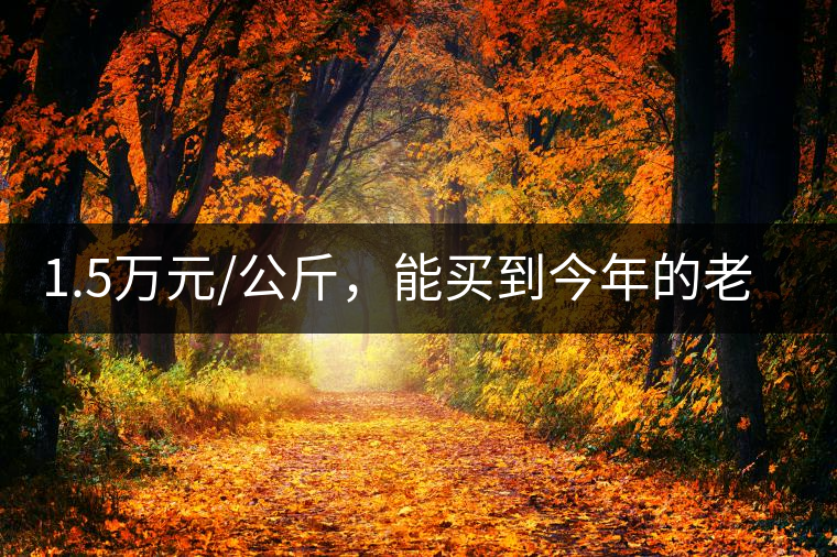 1.5萬元/公斤，能買到今年的老班章古樹茶嗎?1.5萬元/公斤，能買到今年的老班章古樹茶嗎？