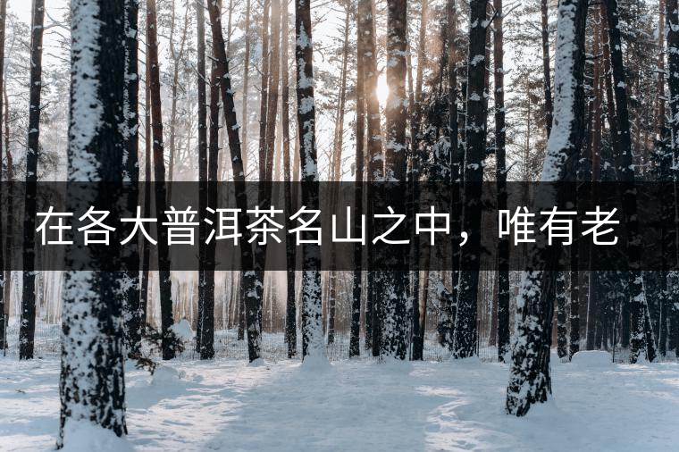 在各大普洱茶名山之中，唯有老曼峨古樹茶才能稱得上戰(zhàn)狼