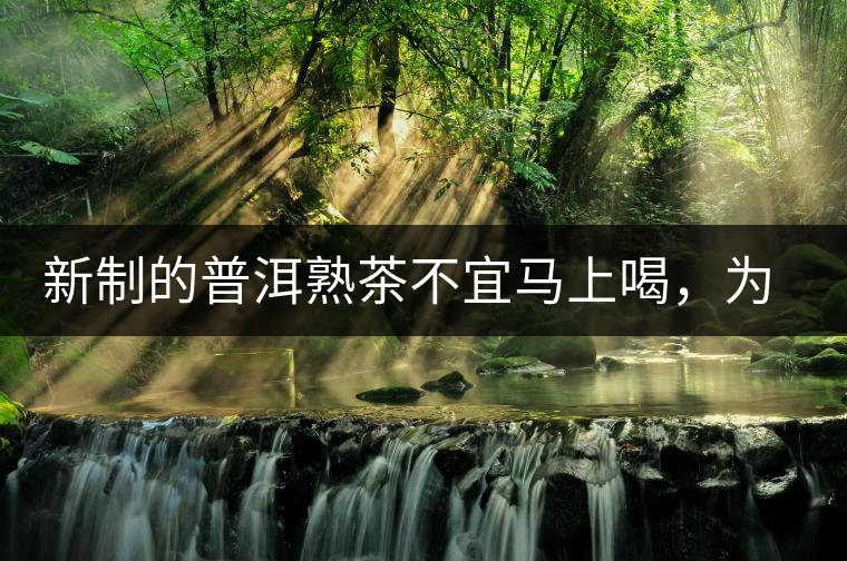 新制的普洱熟茶不宜馬上喝，為什么？