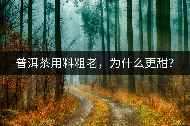 普洱茶用料粗老，為什么更甜？