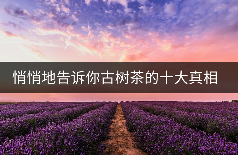 悄悄地告訴你古樹茶的十大真相，就不怕交學(xué)費(fèi)了