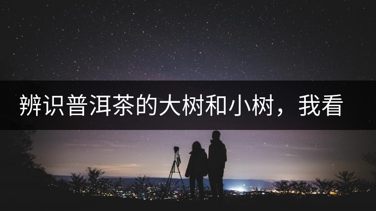 辨識普洱茶的大樹和小樹，我看這篇最靠譜