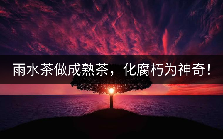 雨水茶做成熟茶，化腐朽為神奇！