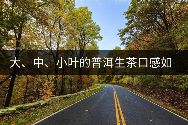 大、中、小葉的普洱生茶口感如何辨別？