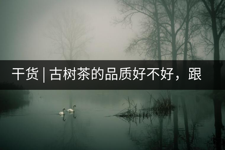 干貨 | 古樹茶的品質(zhì)好不好，跟耐泡度真的有關(guān)聯(lián)嗎？