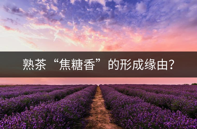熟茶“焦糖香”的形成緣由？