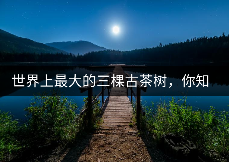 世界上最大的三棵古茶樹，你知道嗎？