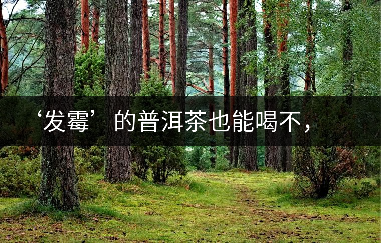 ‘發(fā)霉’的普洱茶也能喝不，看科學(xué)解釋