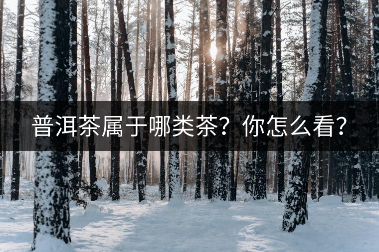 普洱茶屬于哪類茶？你怎么看？