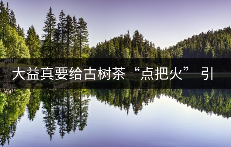 大益真要給古樹茶“點(diǎn)把火” 引火燒身？